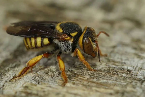Λεπτομερής Κοντινό Πλάνο Ενός Πολύχρωμου Κίτρινου Πορτοκαλί Μεσογειακού Carder Bee — Φωτογραφία Αρχείου