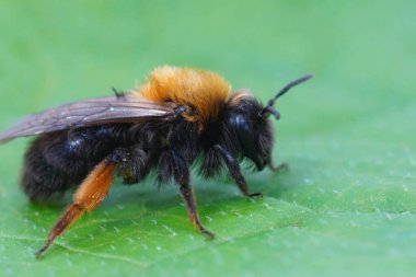 Dişi Clarke 'ın maden arısı Andrena clarkella' nın detaylı görüntüsü.