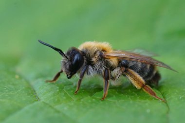 Renkli, gri renkli maden arısı Andrena Tibialis 'in yeşil bir yaprağın üzerinde oturduğu doğal bir yakın plan.