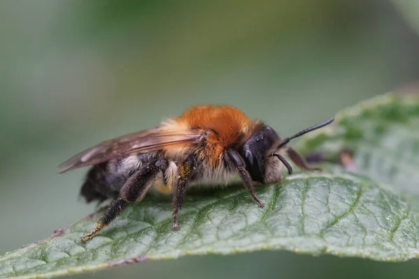 Naturalne Zbliżenie Kolorowe Kobiety Szare Łatane Pszczoły Górnicze Andrena Nitida — Zdjęcie stockowe