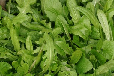 Gagalı yabani atmaca sakal bitkisi Crepis biennis 'in doğal görüntüsü.