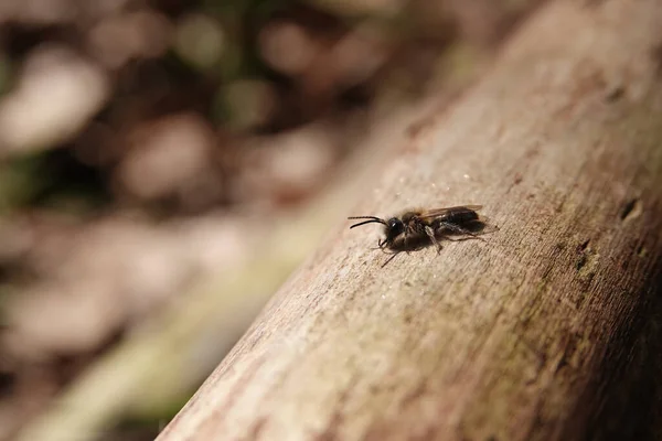 Natürliche Nahaufnahme Eines Männchens Der Bergbaubiene Andrena Helvola Beim Sonnenbaden — Stockfoto