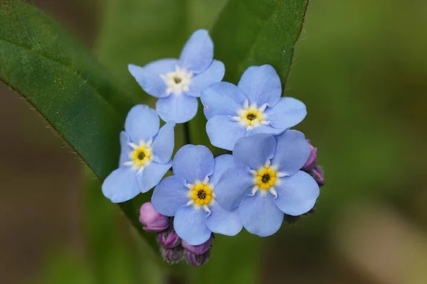 Primer Plano Natural Las Flores Color Azul Claro Madera Forget — Foto de Stock