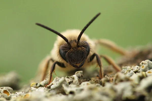 Natuurlijke Gezichtsclose Een Harige Man Van Grijze Eenzame Mijnbij Andrena — Stockfoto