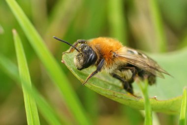 Dişi gri yamalı miing arı Andrena Nitida 'ya odaklanın. Yeşil bir yaprağın üzerinde bulanık bir arkaplanda oturuyor.