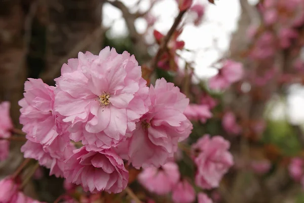豊かなピンク色の季節の花々に囲まれた自然豊かな庭に立つ桜の木 プルナス セラトゥラ — ストック写真