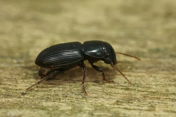 在黑暗的地面甲虫上的自然特写 阿基诺普斯皮皮皮普斯坐在木头上 — 图库照片