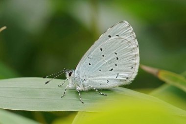 Bahçedeki bambu yapraklarının üzerinde oturan mavi bir kelebek olan Celastrina Argiolus 'un doğal yakın çekimi.