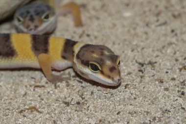 Leopar kertenkelesi Eublepharis macularius 'un kumların üzerinde oturduğu renkli bir bandın detaylı görüntüsü.