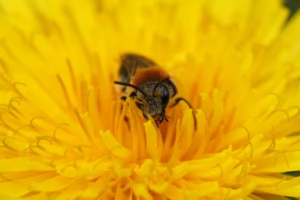 Φυσικό Μετωπικό Κοντινό Πλάνο Μια Μέλισσα Εξόρυξης Κόκκινη Ουρά Την — Φωτογραφία Αρχείου