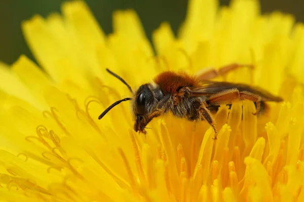 Přirozený Detail Hornické Včely Andrena Haemorrhoa Sedící Žluté Pampelišce Taraxacum — Stock fotografie