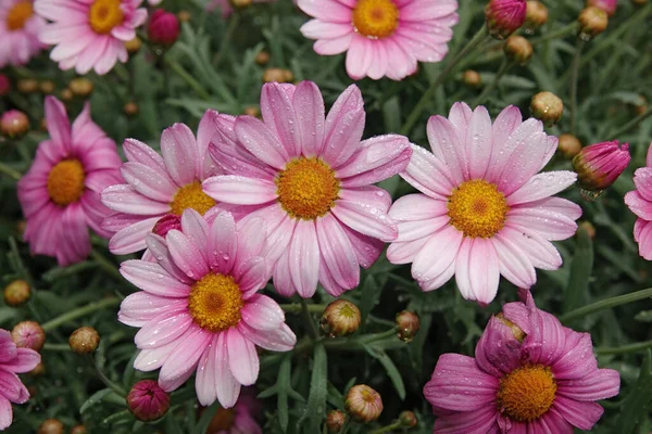 Paris 'in ya da Marguerite papatyasının, bahçedeki Argyranthemum frutescens' ın pembe çiçekleri üzerine renkli bir yakın plan.