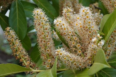 İngiliz ya da Kiraz defne çiçekleri açan mevsimlik zengin çiçekleri, Prunus Laurocerasus 'un doğal yakın çekimi.