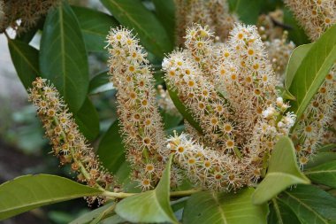 İngiliz ya da Kiraz defne çiçekleri açan mevsimlik zengin çiçekleri, Prunus Laurocerasus 'un doğal yakın çekimi.