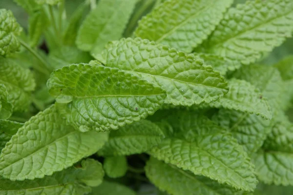 Yaygın hedgenettle veya mor betoniye doğal olarak yakın plan, Stachys Officinalis