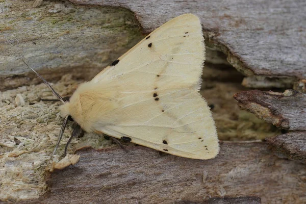 Stock image Natural closeup on the light yellow colored buff ermine , Spilosoma luta owlet moth sitting on wood