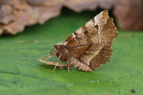 Natural Closeup European Early Thorn Geometer Moth Selenia Dentaria Κάθεται — Φωτογραφία Αρχείου