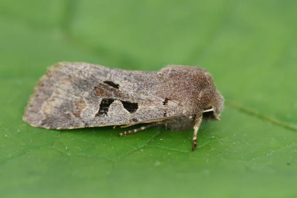 Natural Closeup European Hebrew Character Owlet Moth Orthosia Gothica Κάθεται — Φωτογραφία Αρχείου