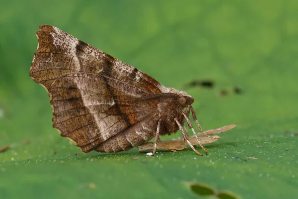 Natural Closeup European Early Thorn Geometer Moth Selenia Dentaria Κάθεται — Φωτογραφία Αρχείου