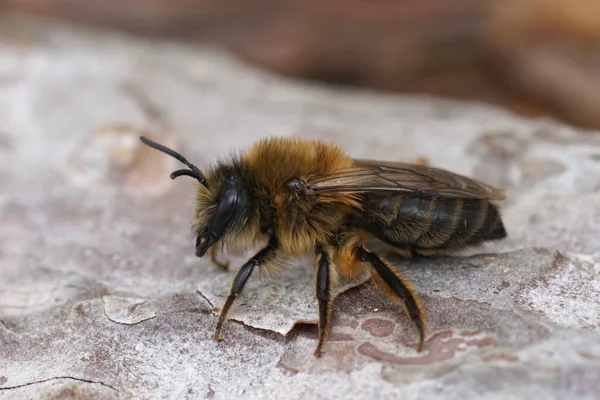 一只雌蜂的特写一只雌蜂的特写一只雌蜂坐在木头上 — 图库照片