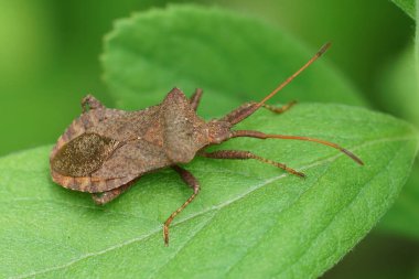Yeşil bir yaprağın üzerinde oturan Coreus Marginatus, kahverengi bir iskele böceğinin doğal yakın çekimi.