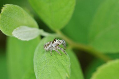 Zıplayan küçük bir örümceğe doğal olarak yakın plan, Nidicolens makarnası, yeşil bir yaprak üzerinde oturuyor.
