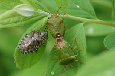 Gri benekli pis kokulu bir böcek, raphigaster nebulosa ve 2 çiftleşen yeşil, kalkan böcekleri, Palomena prasina