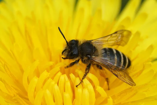 Φυσικό Κοντινό Πλάνο Μια Θηλυκή Κίτρινη Μέλισσα Εξόρυξης Andrena Φλαβίδες — Φωτογραφία Αρχείου