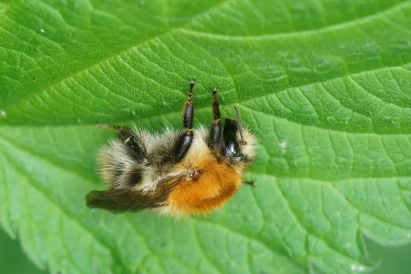 在一只普通的褐色带条纹大黄蜂上的自然特写 Bombus Pascuorum 悬挂在一片绿色的荨麻叶下 — 图库照片