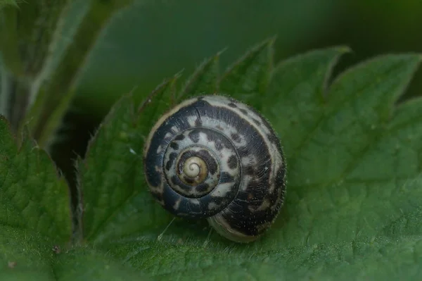 Φυσική Closeup Για Την Kentish Τριχωτό Σαλιγκάρι Κήπο Monacha Cantiana — Φωτογραφία Αρχείου