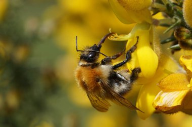 Kahverengi bantlı bir yaban arısı üzerinde doğal yakın plan Bombus Pascuorum sarı bir gorse çiçeğinde