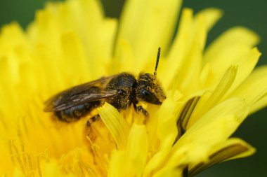 Renkli bir maden arısına doğal olarak yaklaşan Andrena, sarı bir karahindiba çiçeğinin üzerinde oturan küçük düşürür.