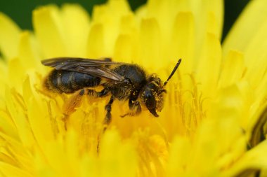 Renkli bir maden arısına doğal olarak yaklaşan Andrena, sarı bir karahindiba çiçeğinin üzerinde oturan küçük düşürür.