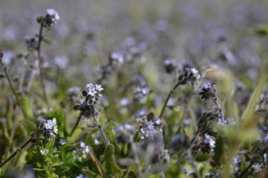 Wide angle closeup on an aggregatrion of lightblue Early Forget-me-not, Myosotis ramosissima an annual flowerinbg herb clipart