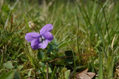 Açık mavi köpek menekşesi Viola riviniana kır çiçeğinin doğal detaylı görüntüsü.