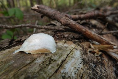 Beyaz balçık kalıbı ya da Myxogastria, Enteridium lycoperdon ya da ormandaki Sahte Puffball üzerine doğal yaklaşım.