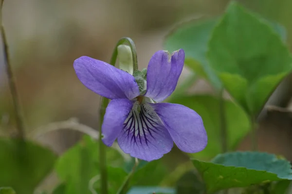 stock image Natural detailed closeup on a light blue Common Dog-Violet, Viola riviniana wildflower