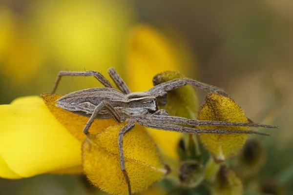 Natural Closeup Nursery Web Spider Pisaura Mirabilis Top Yellow Common — Stock Photo, Image