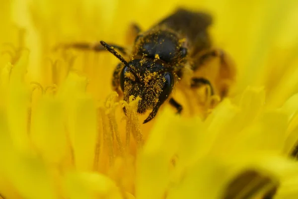 Φυσική Closeup Ένα Buff Ουρά Mining Bee Andrena Humilis Κάθεται — Φωτογραφία Αρχείου