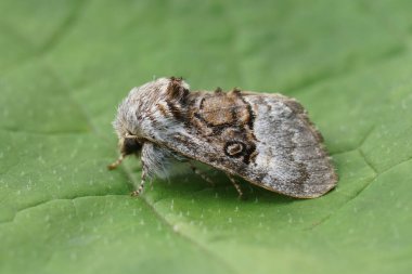 Kolocasia Colocasia Coryli 'nin yeni ortaya çıkmış Nut Ağacı Tussock güvesine doğal olarak yakın plan.