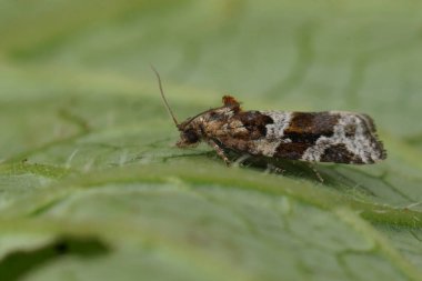 Küçük kahverengi bir Tortricid Isıtıcı güvesi, Argyrotaenia ljungiana 'nın ahşabın üzerinde otururken detaylı görüntüsü.