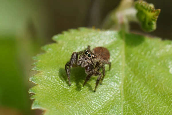 Natureal closeup on a small cute brown jumping spider, ndryphantes rudis