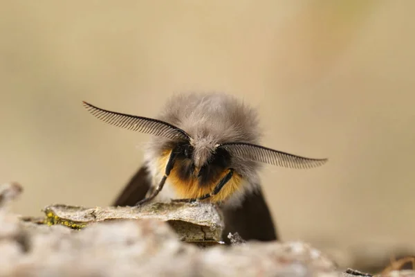 一只毛茸茸的灰色麝香蛾 Diaphora Mendica的额叶特写 坐在木头上 — 图库照片