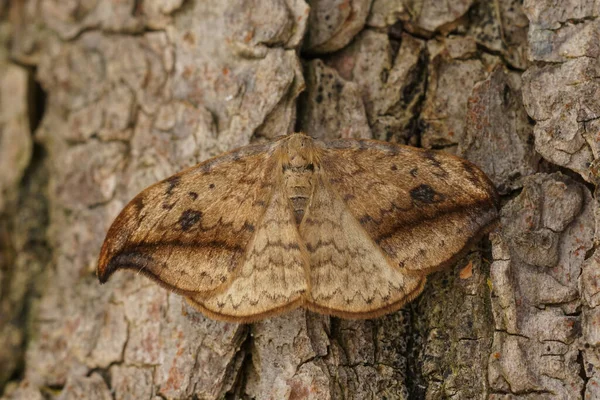 茶色の小石のフック先端の蛾の自然な閉鎖 Drepana Falcataria庭の木の上に座って — ストック写真
