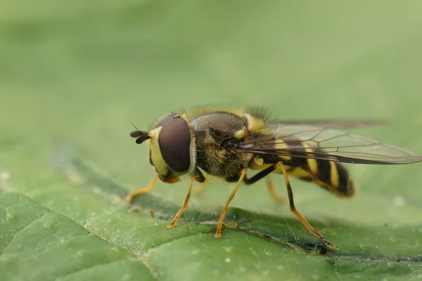 Closeup Natural Detalhado Hoverfly Fleckwing Apoiado Por Listra Europeia Dasysyrphus — Fotografia de Stock