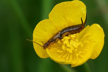 Natural closeup on the common European earwig, Forficula auricularia in a yellow buttercup flower clipart