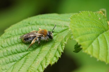 Doğal olarak dişi bir maden arısı, Andrena hemoroa yeşil bir yaprağın üzerinde oturuyor.