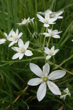 Bahçe yıldızı Bethlehem 'in parlak beyaz çiçeklerinin doğal dikey görüntüsü. Zambak, Ornithogalum umbellatum.