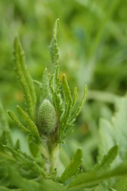 Flaman kırmızı gelinciği Papaver rhoeas 'ın kıllı, açılmamış çiçek tomurcuğuna dikey yakın plan.