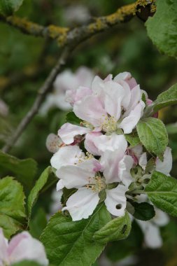 Doğal açıdan geniş açı, Avrupa yaban elması ya da orman elmasının pembe çiçeğine yakın olan Malus Sylvestris.